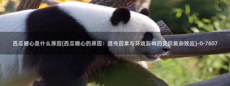 糖心深夜释放自己vlog新版：西瓜糖心是什么原因